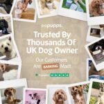 Pupps 8-1 Dog Multivitamin Chews | 120x Dog Vitamins And Supplements For Older Dogs, Adults & Puppies | Comprehensive Health Boost, Supports Skin, Coat, Hip & Joint, Weight, Growth, Immunity Wellness - Image 3