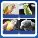 Nutritional Support, Nutritional Supplement for Regeneration, 200 g, Natural Nutrient Powder for Digestive Balance, Energy Development of Birds, Pet Supplies - Image 8