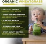 Organic Wheatgrass Powder 500g, High Chlorophyll Content - Image 4