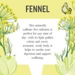 Heath & Heather - Organic Fennel Tea • Aromatic Digestive Infusion • Naturally Caffeine-Free • Vegan • Wellness Brew with Aniseed Sweetness • Multipack 6 x 20 Boxes (120 Tea Bags) - Image 4