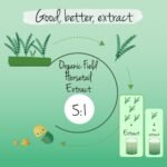 Vegavero Organic Horsetail Extract 1000 mg | Natural Source of Silica | NO Additives | Hair, Skin & Nail Supplement | Equisetum Arvense Extract | 90 Capsules | Vegan - Image 5