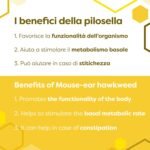 ERBOTECH, Pilosella Mother Tincture, Non-Alcoholic Mother Tincture in Drops to Dilute in Water, Vegan, Does Not Derive from GMO Plants, Made in Italy, 100 ml - Image 5