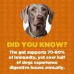 ProDog Digest Gut & Digestive Health with Prebiotics & Fibre Supplement - Natural Formula with Digestive Enzymes for Sensitive Tummies, Anal Glands & Poor Appetite - 30 Servings - Image 3