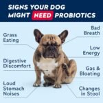 STRELLALAB Advanced Probiotics for Dogs Gut Health with Fibre - Pre, Post & Probiotic Treats - Dogs Digestive Health Sensitive Tums Support - All Breeds & Ages - Dog Probiotics for Gut Health (60 Ct) - Image 4
