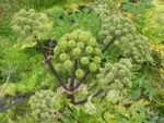 Lowhill Valley Angelica Root – Cut Root 100% Pure Angelica Archangelica for Herbal Tea, Non-GMO, Natural, Hand-Packed – Embrace the Power of Nature – 200g - Image 5