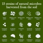 MICROBZ Women Daily Probiotic (31 Servings) – Liquid Probiotics for Gut Health Support, Digestive Supplement for Women, Soil-Based Bacteria, 100% Natural, Vegan, Dairy & Gluten Free - Image 7