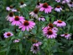 2100-Viola-Paonoflower-Semi-Echinacea Purpurea-Bulk-Herbel-Sha-SH-A25 2100-Viola-Violawer-Semi-Echinacea Purpurea-Bulk-Herb-It-Sh-S-A25 Do You Have one to Sell? Now Sell Details About 2100 - Image 2