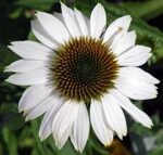 Echinacea purpurea PowWow White | White Coneflower| 10_Seeds - Image 2