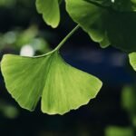 Ginkgo Biloba Bonsai Tree Seeds - 5 Rare Medicinal Seeds for Indoor Houseplant - Image 2
