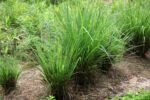 Lemon grass Tea/Chá de Capim Cidreira - LondonWeek® - Image 2