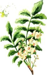 Vet's Advantage 100% Pure Boswellia Powder for Dogs - Maintaining Healthy Joints and Hips - Image 5